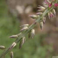 Achyranthes aspera L.